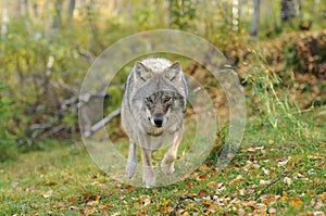 Wolf approaching