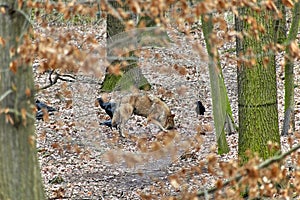 Wolf argues with Raven to make the prey