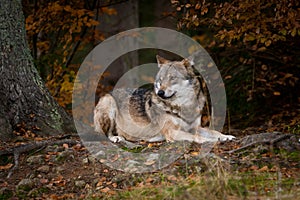 Wolf in the autumnal wood photo