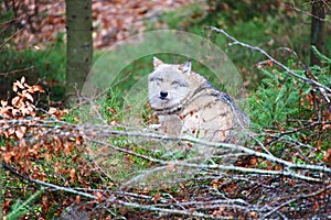 Wolf at bavarian forest national park