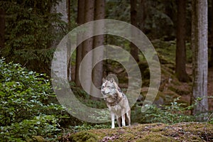 Wolf in Bayerischer Wald national park. Germany. photo