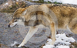 Wolf photo