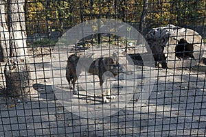Wolf behind fence in cage 02 photo