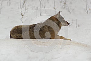 Wolf from Bialowieza / Poland