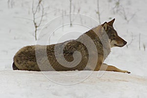 Wolf from Bialowieza / Poland