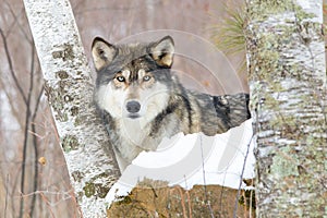 Wolf between birch trees