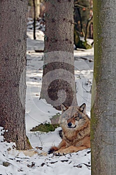 Wolf in Black forest Germany