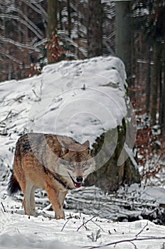 Wolf in Black forest Germany