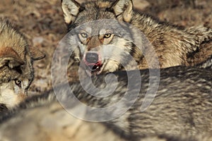 Wolf with bloody face from deer kill