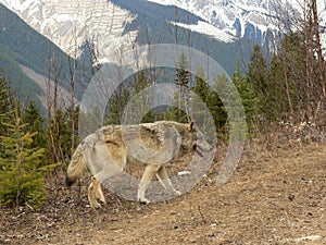 Lobo en canadiense rocoso montanas 