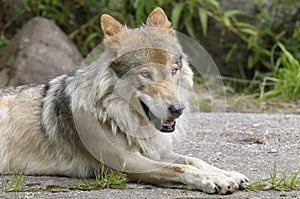 Wolf, canis lupus