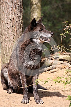 Wolf (canis lupus)