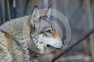 The wolf canis lupus