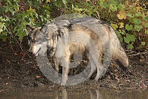 Wolf canis lupus
