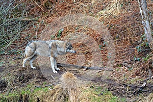 Vlk psovité šelmy tiež známy ako šedá vlk alebo šedá vlk 