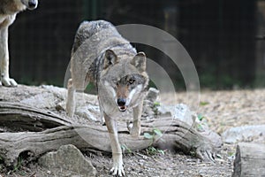 Zoo / Gray Wolf / Dangerous Eyes photo
