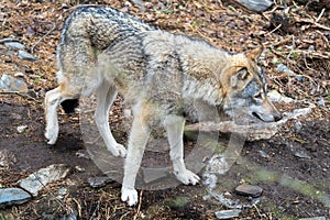 The wolf, Canis lupus, also known as the gray wolf or grey wolf