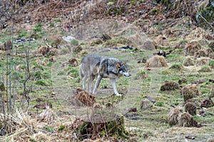 The wolf, Canis lupus, also known as the gray wolf or grey wolf