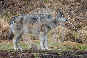 The wolf, Canis lupus, also known as the gray wolf or grey wolf