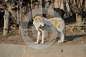 Wolf Canis lupus, also known as gray wolf or grey wolf in zoo`s aviary