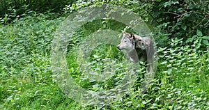 The wolf, Canis lupus, also known as the grey wolf or timber wolf