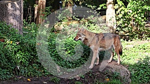 The wolf, Canis lupus, also known as the grey wolf or timber wolf
