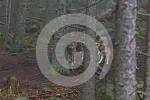 Wolf - Canis lupus in the deep forest on the rock