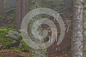 Wolf - Canis lupus in the deep forest on the rock