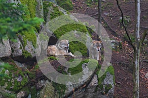 Wolf - Canis lupus in the deep forest on the rock