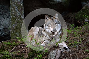 Wolf, Canis lupus, Europe