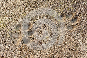 Wolf Canis lupus foot prints in soft mud