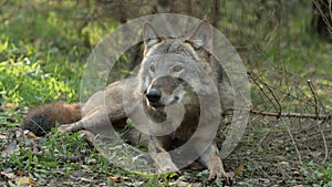 Wolf, Canis Lupus, Gray Wolf, Grey Wolf Sitting Outdoors In Autumn Day