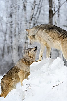 Wolf (Canis lupus) Looks Up at Packmate Atop Pile of Snow Winter