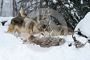 Wolf (Canis lupus) Pack Check Out White-Tail Deer Body Winter