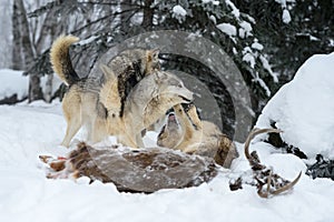 Wolf (Canis lupus) Pack Interacts Next to White-Tail Deer Body Winter