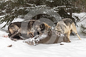 Wolf (Canis lupus) Pack Snarl at Each Other at White-Tail Deer Body Winter