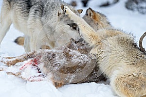 Wolf (Canis lupus) Paws at Face of Second Over Body of Deer Winter