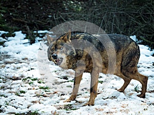 Wolf Canis lupus signatus growling