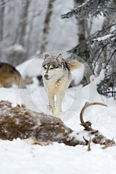 Wolf (Canis lupus) Walks To Body of Deer Eyes Closed Ears Back Winter