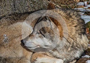 A Wolf (canis lupus) in winter in a german deer park