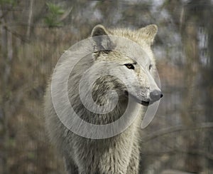 Wolf canus lupus grey and white hudson bay.