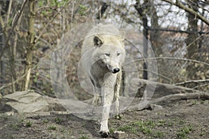 Wolf canus lupus grey and white hudson bay.