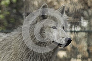 Wolf canus lupus grey and white hudson bay.