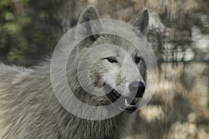 Wolf canus lupus grey and white hudson bay.