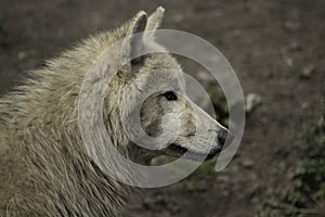 Wolf canus lupus grey and white hudson bay.