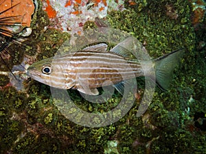 Wolf Cardinalfish - Cheilodipterus artus