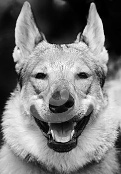 Wolf catching smile