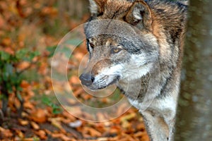Lobo controlar Bosque 