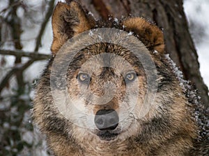 Wolf closeup portrait under the snow
