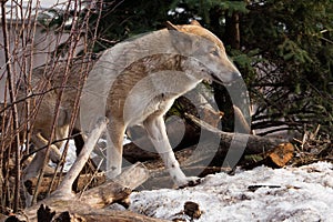 A wolf comes out from behind a tree lit by the sunPowerful predator gray wolf in the woods in early spring